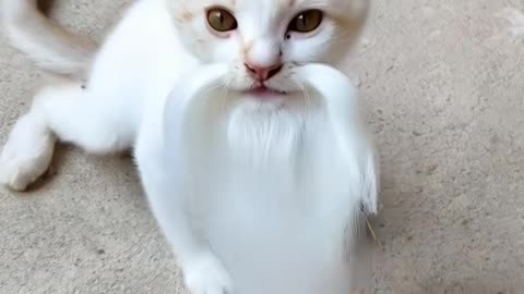 #ai #cat #natal #barba