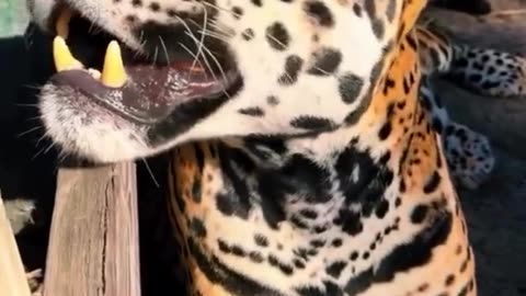 Please watch my videos with your beautiful eyes.💝💓💔❤️‍🩹😘😍💛