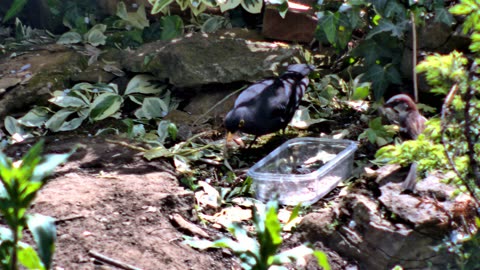 Greedy Blackbird Chased Away by Sparrows