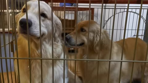 😂 Completely Unfazed Animal Steals the Show! | FunFM
