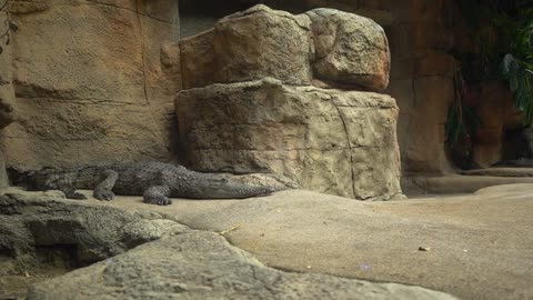 Cute Animal Ep245