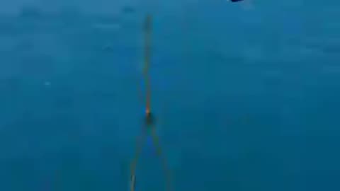Miltiary_Soldiers_Save_Stranded_Greate_White_Shark