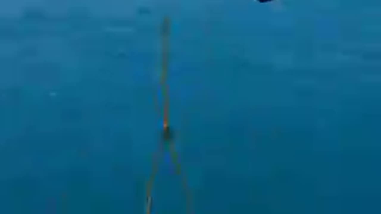 Miltiary_Soldiers_Save_Stranded_Greate_White_Shark