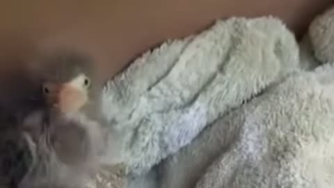 Funniest animal videos