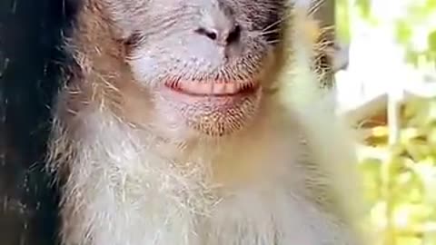 Monkey funny smile video bandar ka funny video