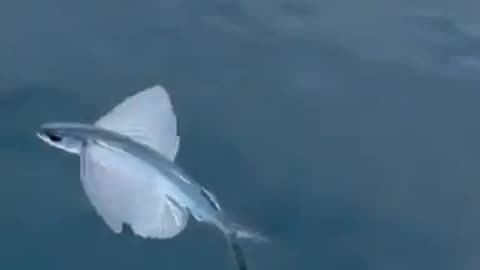 GEOENGINEERING