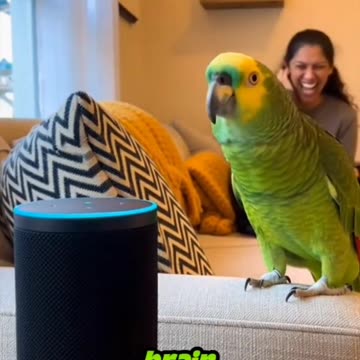 The Funny Parrot 🦜