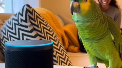 The Funny Parrot 🦜