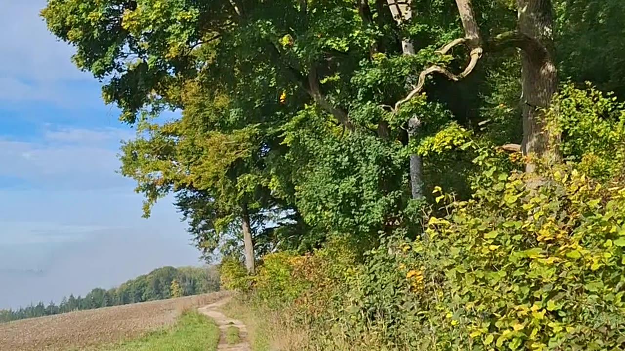 Domestication, conscious individuality, freedom, and the common good