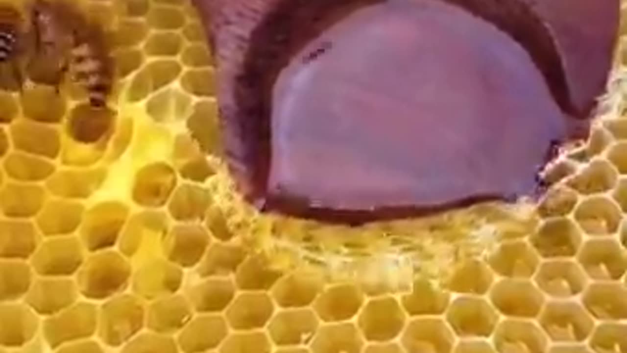 Quran Recitation That Gives Goosebumps 🕋 | Heart-Touching Tilawat | 2025 Viral