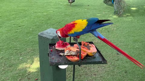 Parrots love to eat all these foods