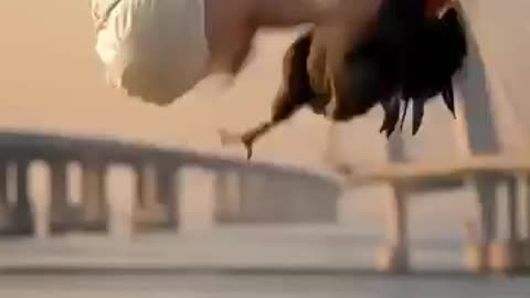 Rooster and baby animation