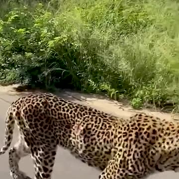 Nature s Beautiful Animal Evolution #animaljourney #animaltransformation #beautifulnature