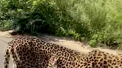 Nature s Beautiful Animal Evolution #animaljourney #animaltransformation #beautifulnature
