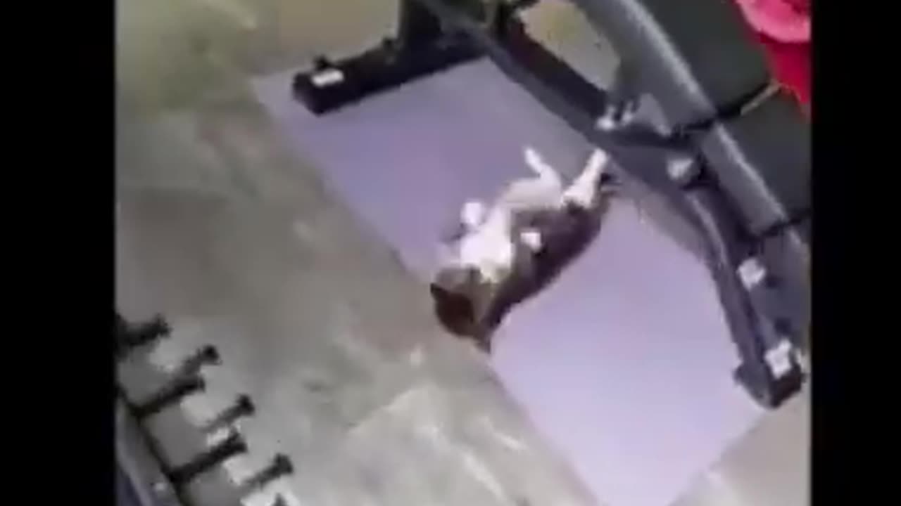 Funny Cat and Dog