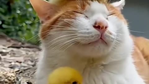 Cats and Geese Try to Be Friends!