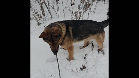 Virgil german shepherd.