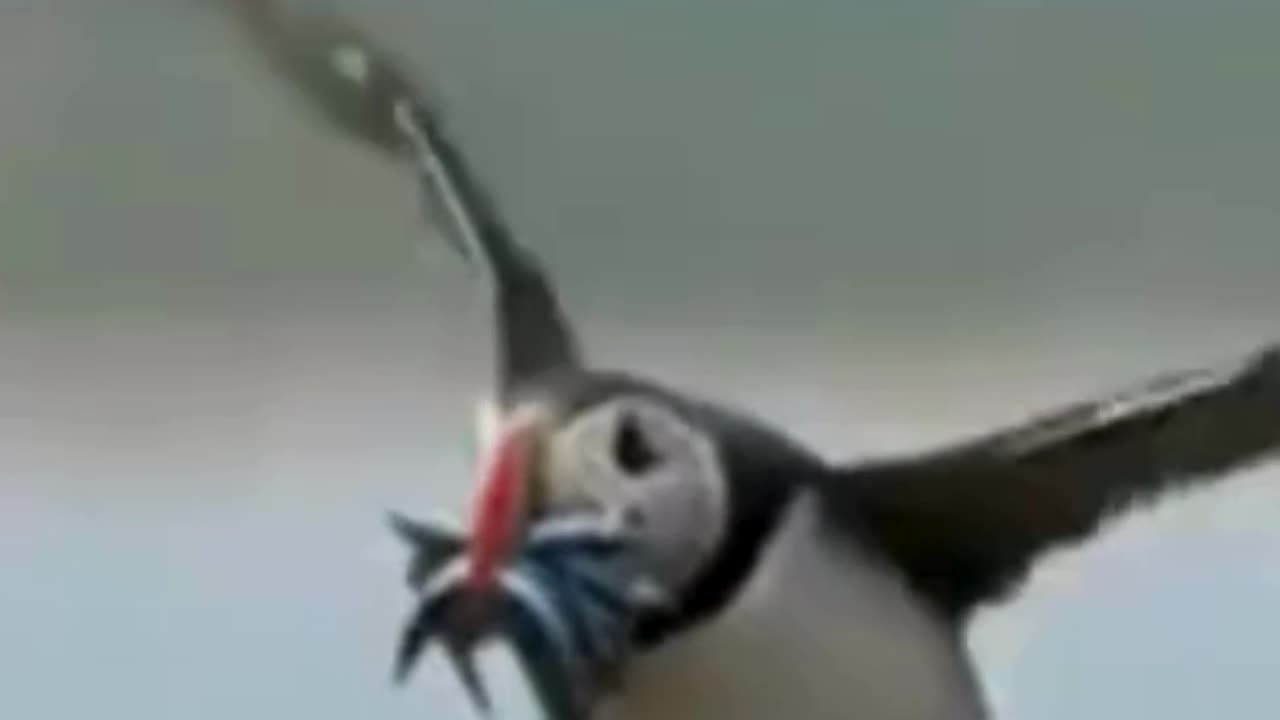 😍Puffin Mom Bring Food for Babies