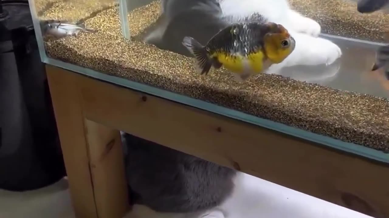 Paws & Fins: An Unlikely Friendship