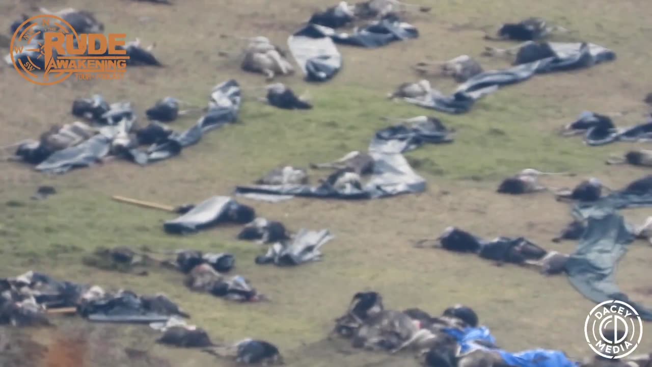 Darcey Media Trying to Count Ostriches