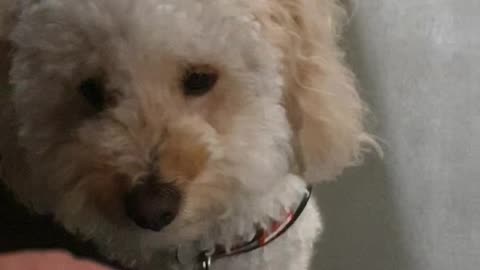 Drop food, release cue