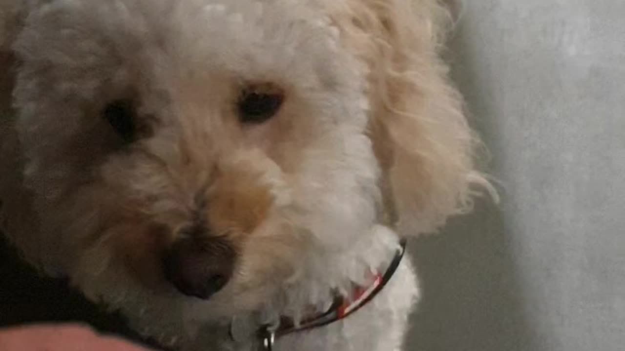 Drop food, release cue