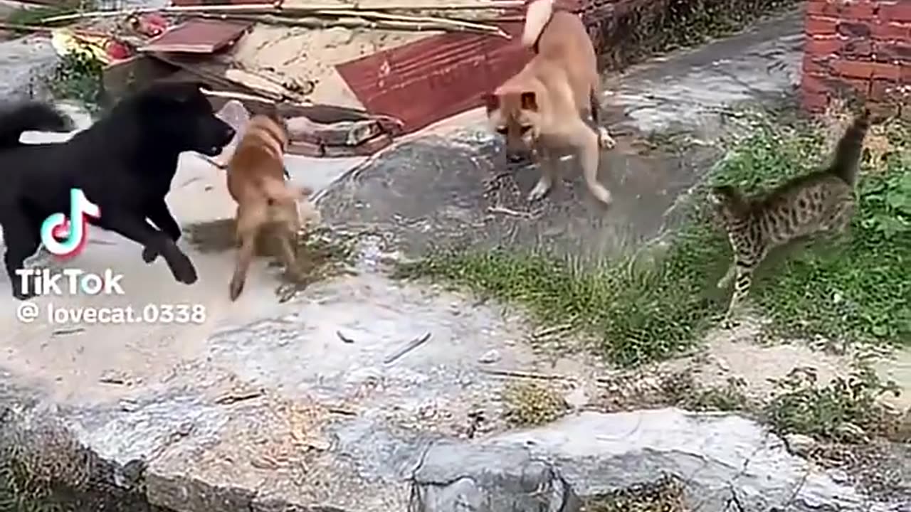 درگیری گربه‌ها