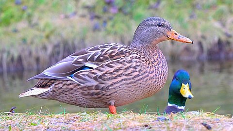 Female Arctic Mallard Ducks Coping with Dreary Snowless Winter