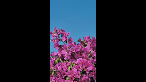 How beautiful these flowers are!” 🌸