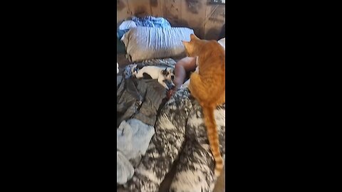 Freckles Playing with Puss N Boots