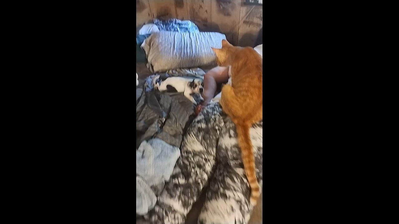 Freckles Playing with Puss N Boots