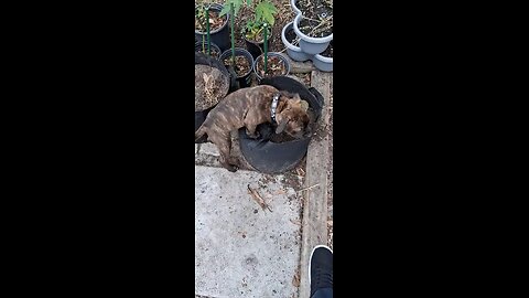 puppy gardening
