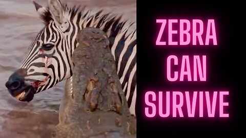 Zebra severely injured by Nile crocodile
