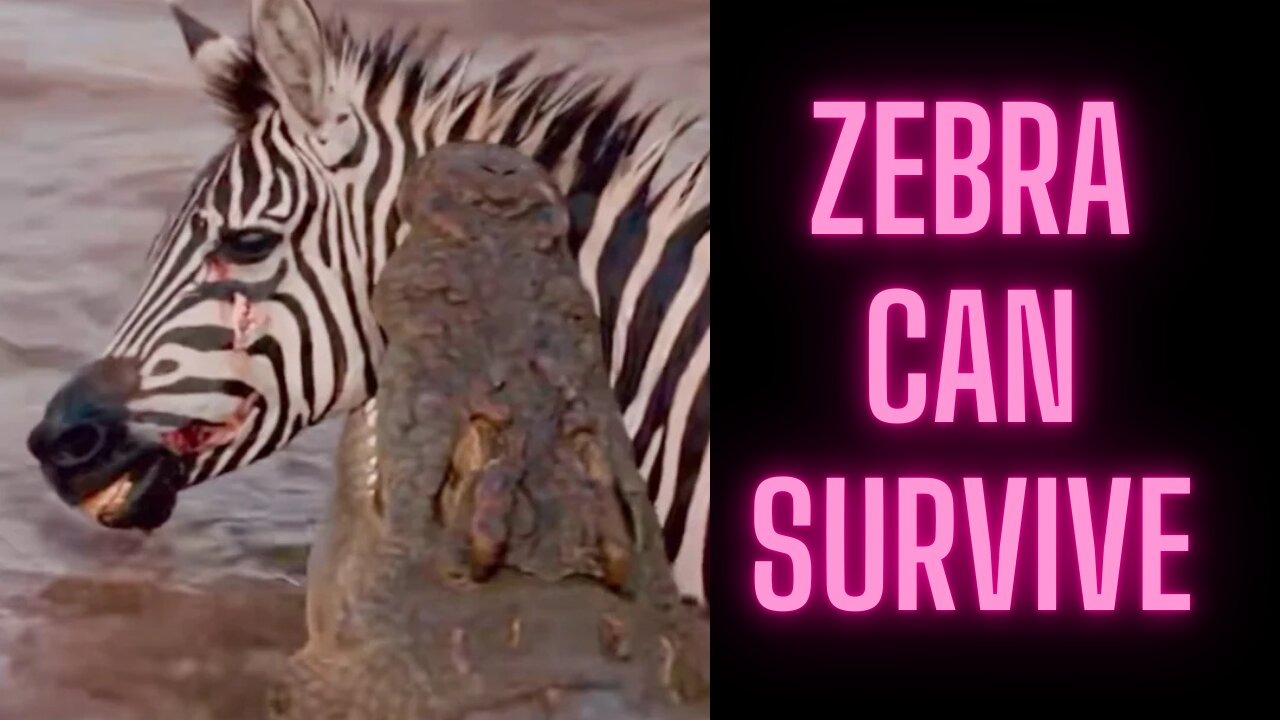 Zebra severely injured by Nile crocodile