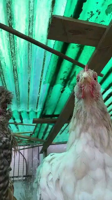 Agitação frangos Brasil