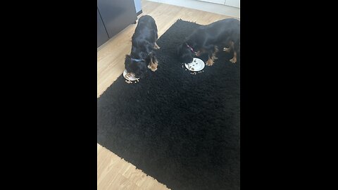 CutieCavaliers
