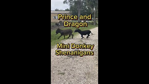 Prince and Dragon playing Tag or Pin the Tail on The Donkey. They are BFF’s but its hard to tell.