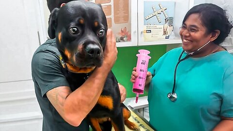 😂 Crazy Funny Animals! You Won’t Stop Laughing 🐶🐱
