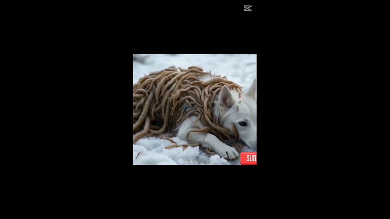 injured animals video rescue team successful