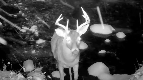 Buck Crossing a Stream During a Snowstorm
