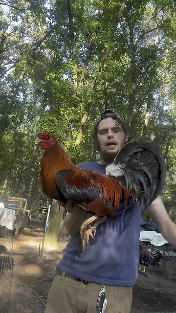 Available Pure cock At Kenzie gamefowl
