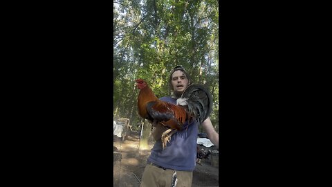Available Pure cock At Kenzie gamefowl