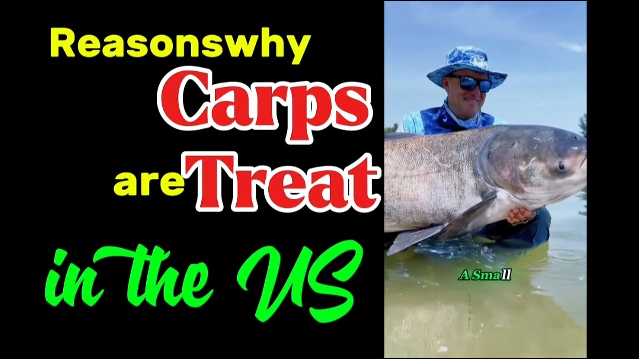 Reasons why Carps are Treat in the US