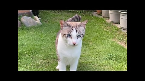 Cute Cats Become Happier When They Are In The Garden🥰 Healing, A Gentle Heartwarming Music🎵🎶