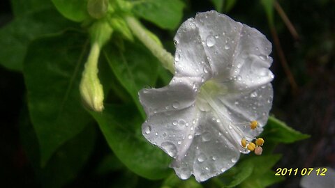 15_0125 G+_煮飯花