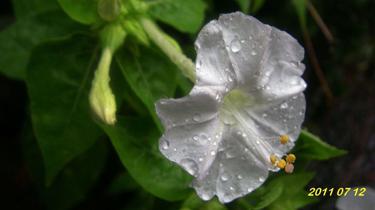 15_0125 G+_煮飯花