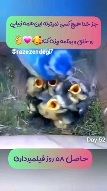 Bird nesting and chick growth continue