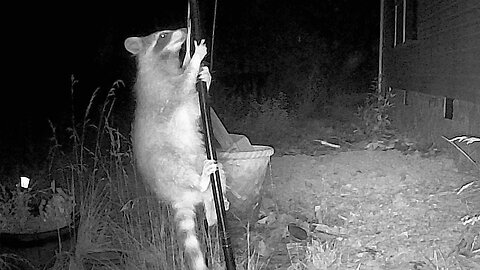 Acrobatic Raccoon Steals From Bird Feeder