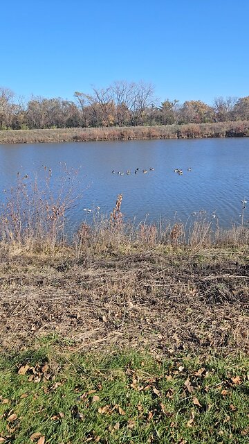 Green Lake has Fewer Geese this Year