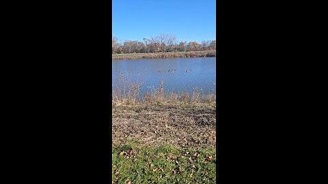 Green Lake has Fewer Geese this Year